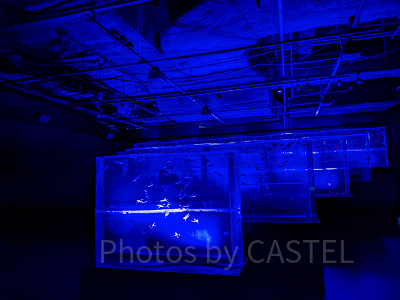 アートアクアリウム銀座　金魚の滝