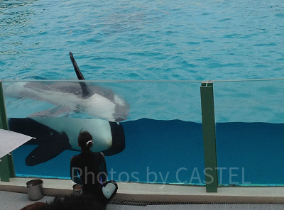 シャチのショーではシャチがヒレを振って観客にご挨拶