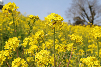 満開の菜の花にミツバチたちも忙しそう