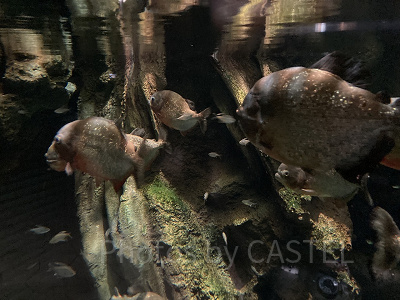 ブラック・コロソマ