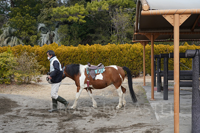 チャレンジホース