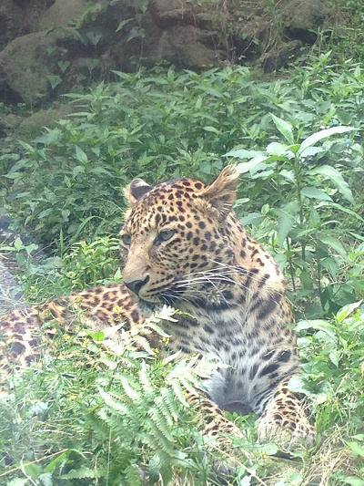 チーター／富士サファリパーク