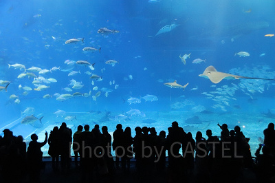 美ら海水族館