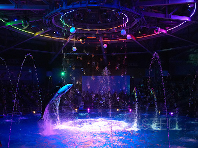 イルカショー・ナイトバージョン（アクアパーク品川）