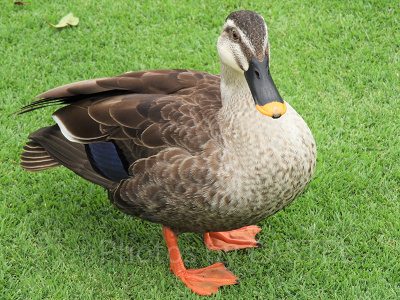 パークのあちこちにいるカモ