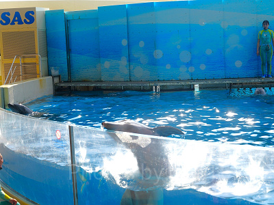 新江ノ島水族館（えのすい）：水槽の淵においた氷を見つけて食べるイルカ