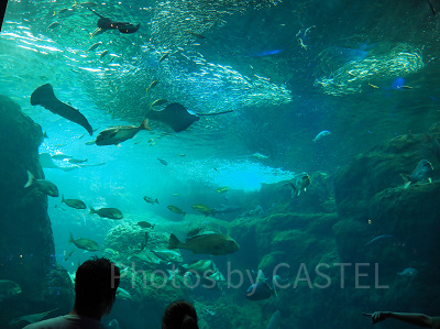 えのすいの巨大水槽
