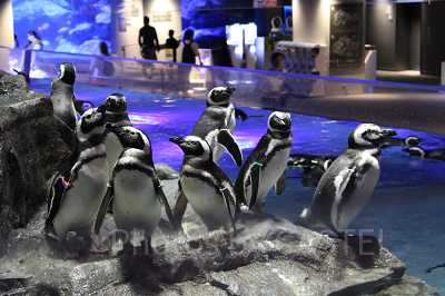 すみだ水族館のイベント