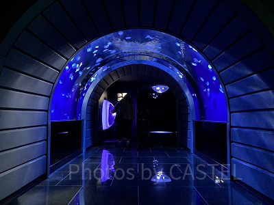 幻想的なクラゲトンネル