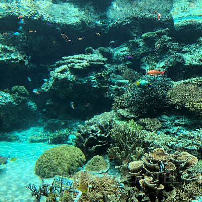 美ら海水族館の魚たち