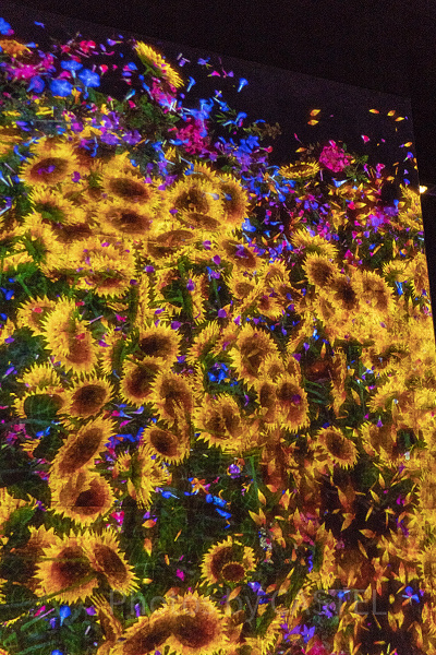 Flowers Forest