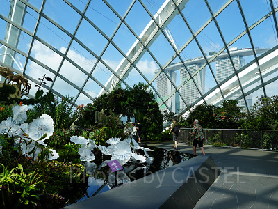 ガーデンズバイザベイ：クラウドフォレスト