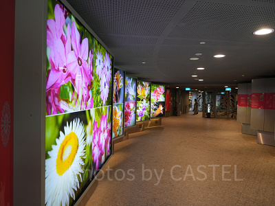 ガーデンズバイザベイ：フラワードーム