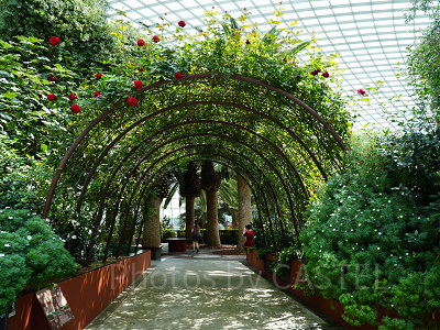 ガーデンズバイザベイ：フラワードーム