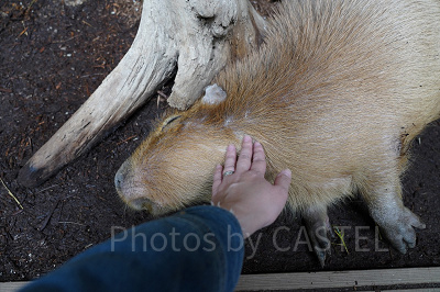 カピバラに優しくタッチ