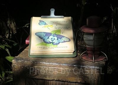 おや？この蝶の模様は……