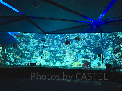 香港オーシャンパーク：水族館としてのみどころ