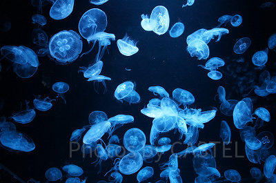 AOAO SAPPOROのクラゲ