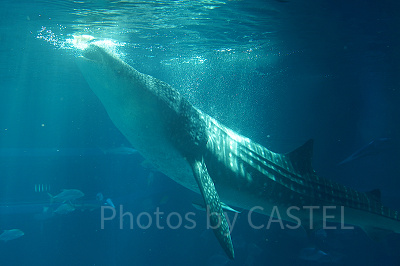 海遊館のジンベエザメ