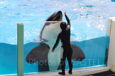鴨川シーワールドのシャチ