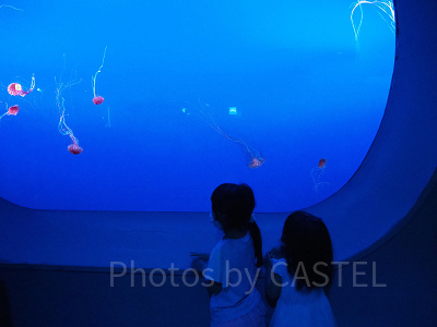 クラゲの大水槽