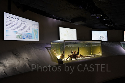 レンソイスエリア