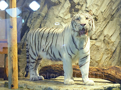 ニフレルのアイドル「アクアくん」