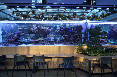 ナイト営業も実施。幻想的なライトアップに癒される。