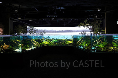 パンタナルの大水槽