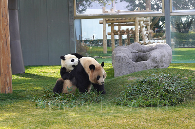 2023】アドベンチャーワールドのパンダに会いに行こう！全7頭の名前