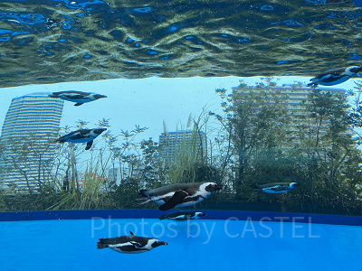 天空のペンギン