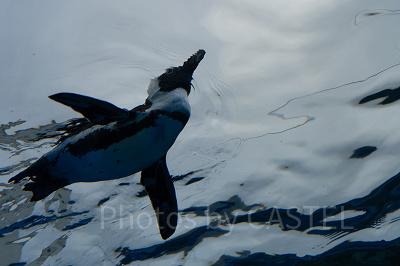 サンシャイン水族館ならではの天空のペンギン