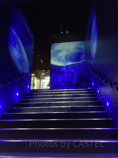 2階へ続くプロジェクションマッピング階段