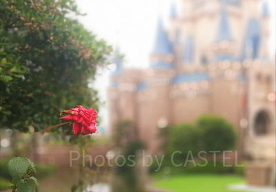 シンデレラ城前の赤い花
