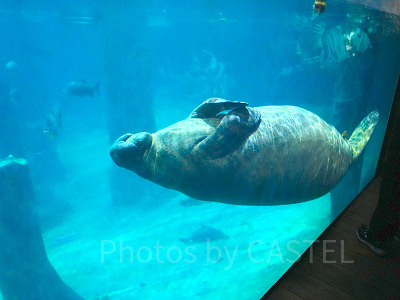 リバーワンダー：マナティ