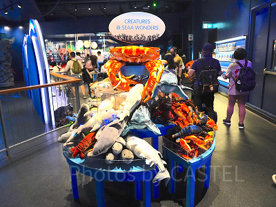 シーアクアリウム：ギフトショップ