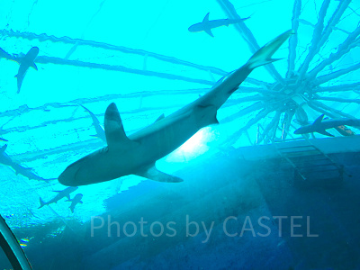 シーアクアリウム：サメ水槽「シャークシー」