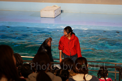 アシカがゲストのすぐ目に前に