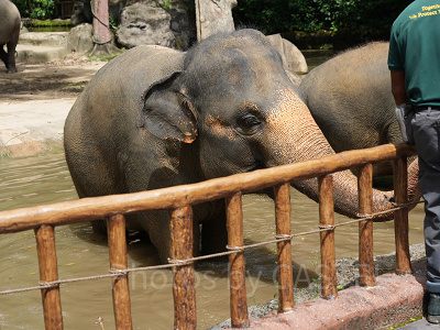 シンガポール動物園：餌やり体験も充実