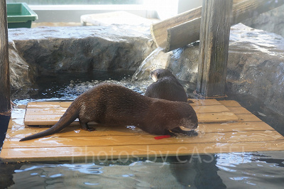 コツメカワウソ