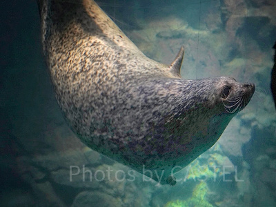 ゴマフアザラシ