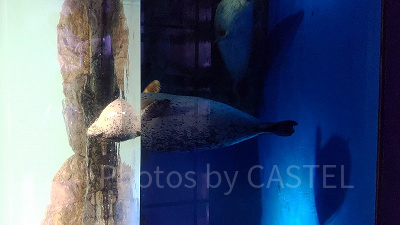 ゴマフアザラシは「ワイルドストリート」で見られます！