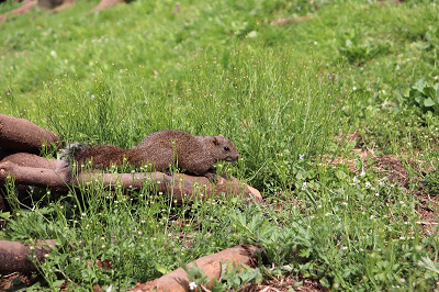広場で過ごすリスの様子