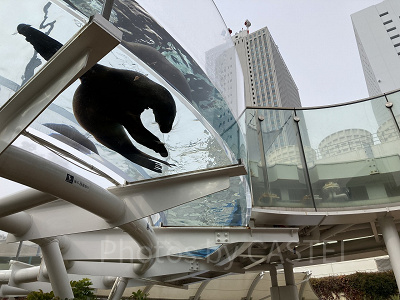 サンシャインアクアリング