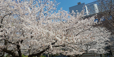 上野公園の桜は大人気です！