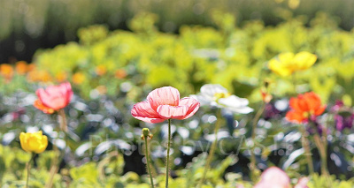 ディズニーの匂いの演出の秘密