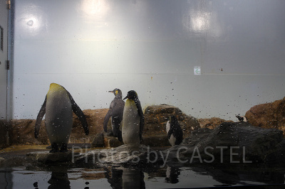 アクアパーク品川内にはペンギンたちもいますよ！