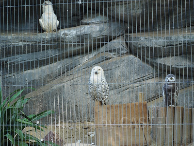 上野動物園には鳥などもたくさんいます！