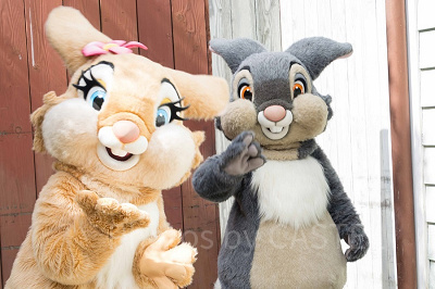 とんすけとミス・バニー