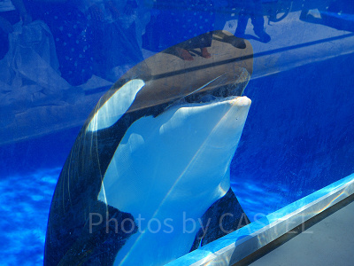 神戸須磨シーワールドの2大パフォーマンス：シャチショーとイルカショー